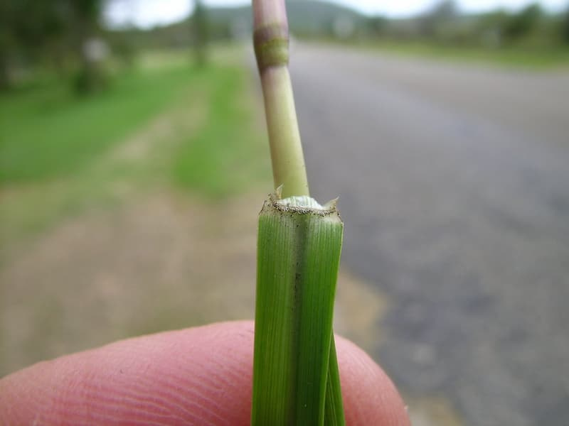 Bahiagrass leaf sheath and collar held in fingers near a road, showing a very short ligule where the blade meets the stem