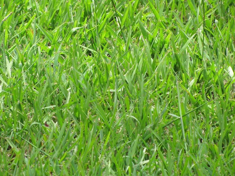 Freshly mown bahiagrass lawn with coarse, light green blades in a dense stand