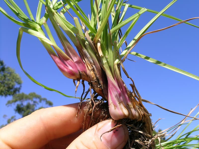 Base of a bahiagrass plant held in fingers, showing a short thick rhizome and purple-tinged sheaths above the roots