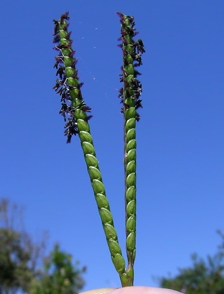 Two bahiagrass seed racemes held together in a V shape against a blue sky, with small dark spikelets in two rows along each branch