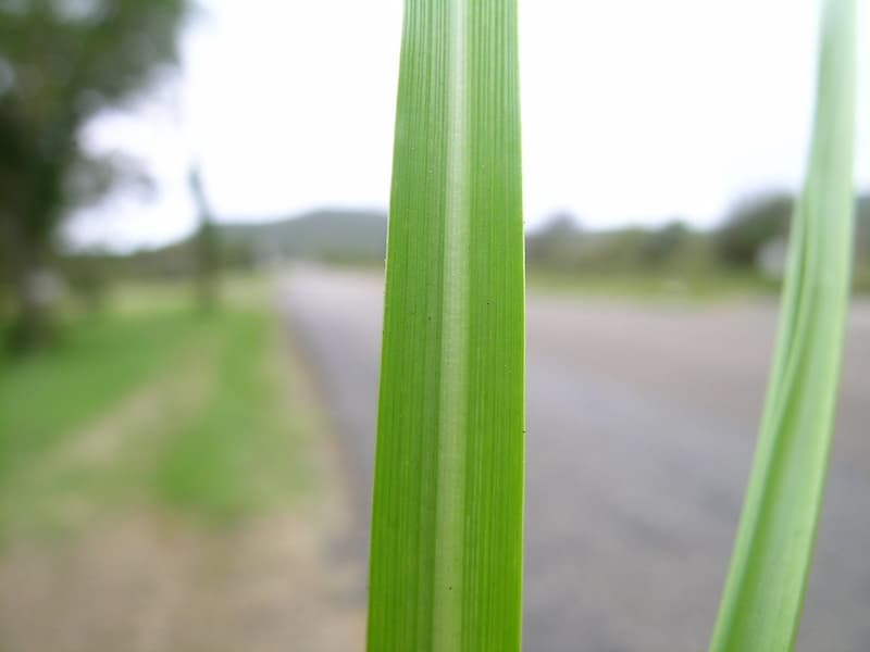 Two wide, flat bahiagrass leaf blades held up in front of a road