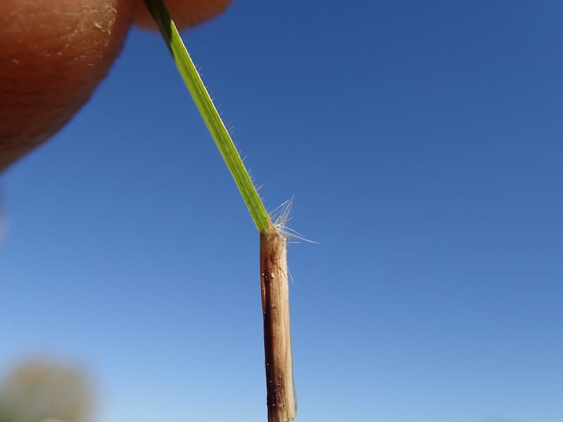 Bermudagrass leaf blade and sheath meeting at the collar, with fine white hairs at the joint, held in fingers against a blue sky