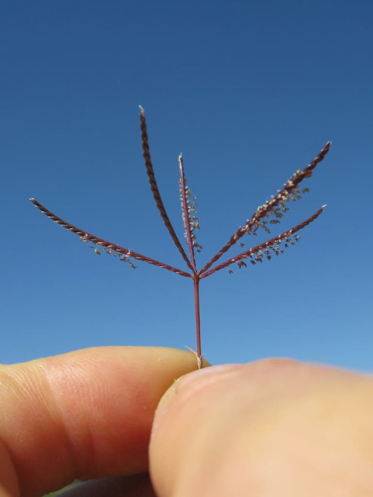 Bermudagrass flowerhead held between fingers against a blue sky, with four purplish spikes radiating from one point like the fingers of a hand