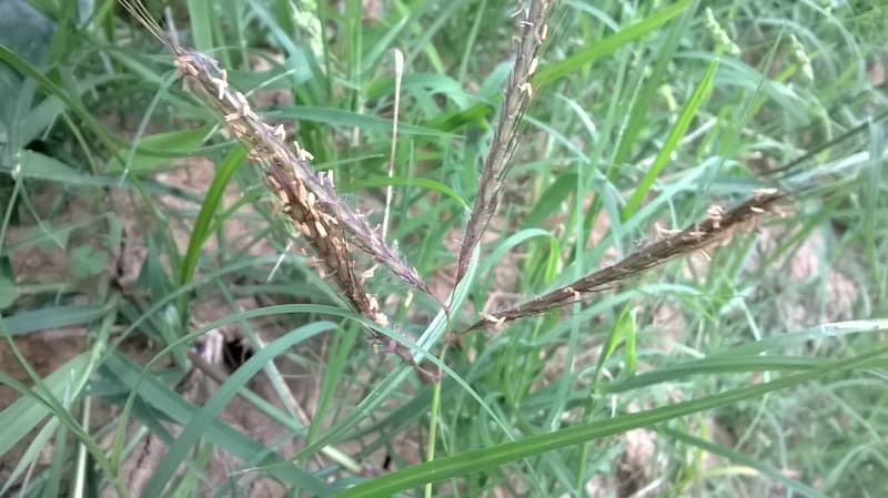 Bermudagrass seed spikes with purplish-brown anthers rising above short, gray-green blades