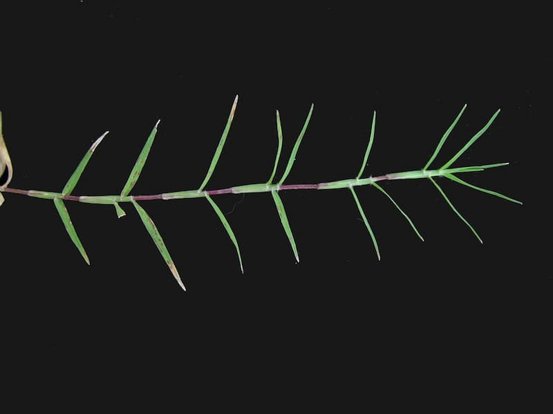 Bermudagrass stolon on a black background with short, narrow leaves branching from the stem at regular intervals