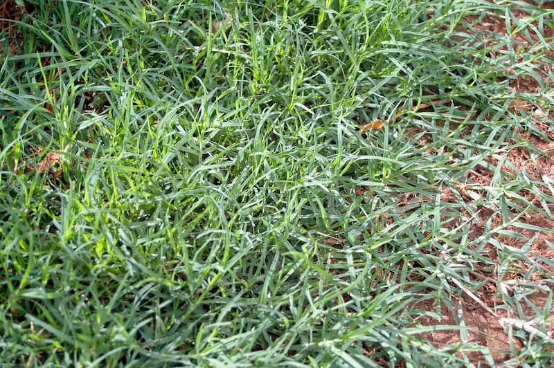 Patch of bermudagrass turf with fine, medium-green blades and creeping stems spreading toward bare soil