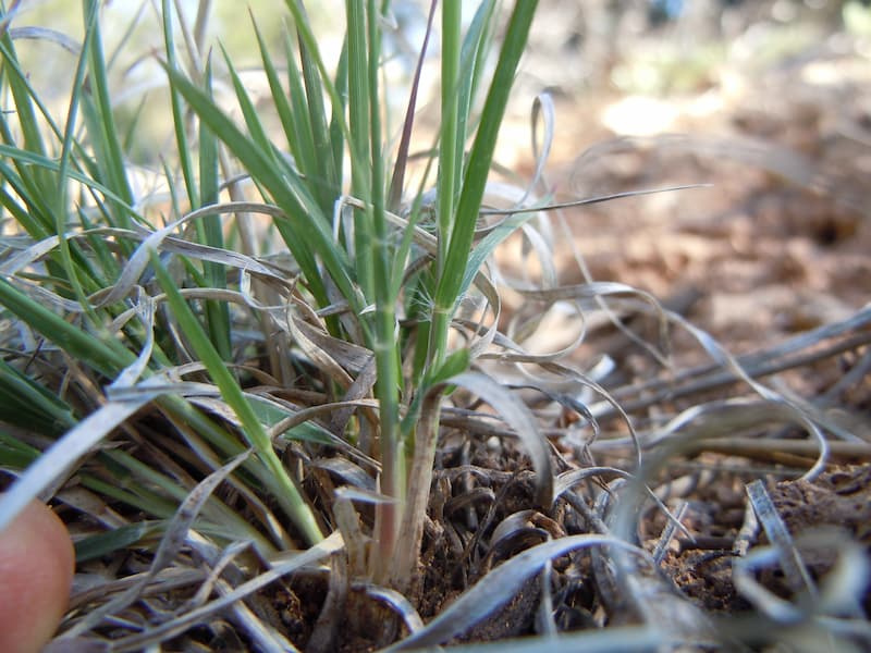 Base of a blue grama tuft with narrow, gray-green leaves rising from a dense clump at the soil surface