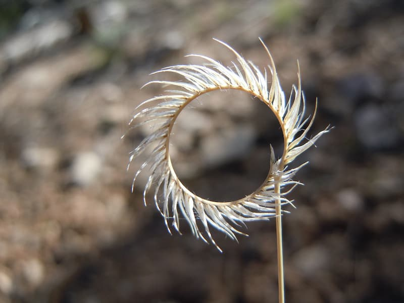 Blue grama seed spike curled into a near-complete circle and fringed with fine hairs against a dark background
