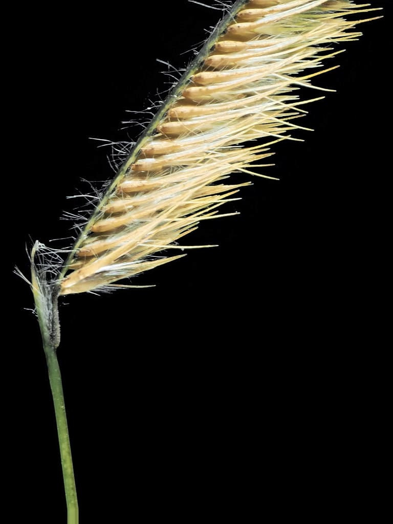 Blue grama seed spike on a black background, showing a curved, comb-like row of tan spikelets fringed with fine hairs