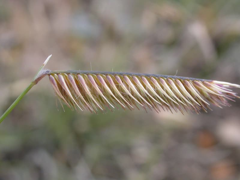 Side view of a blue grama seed spike with purple-tan spikelets angled along one side of the stem