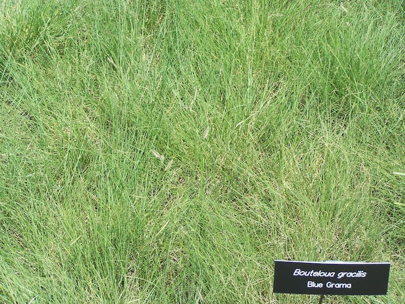 Low blue grama planting with fine, light green blades and a small plant label at the right edge