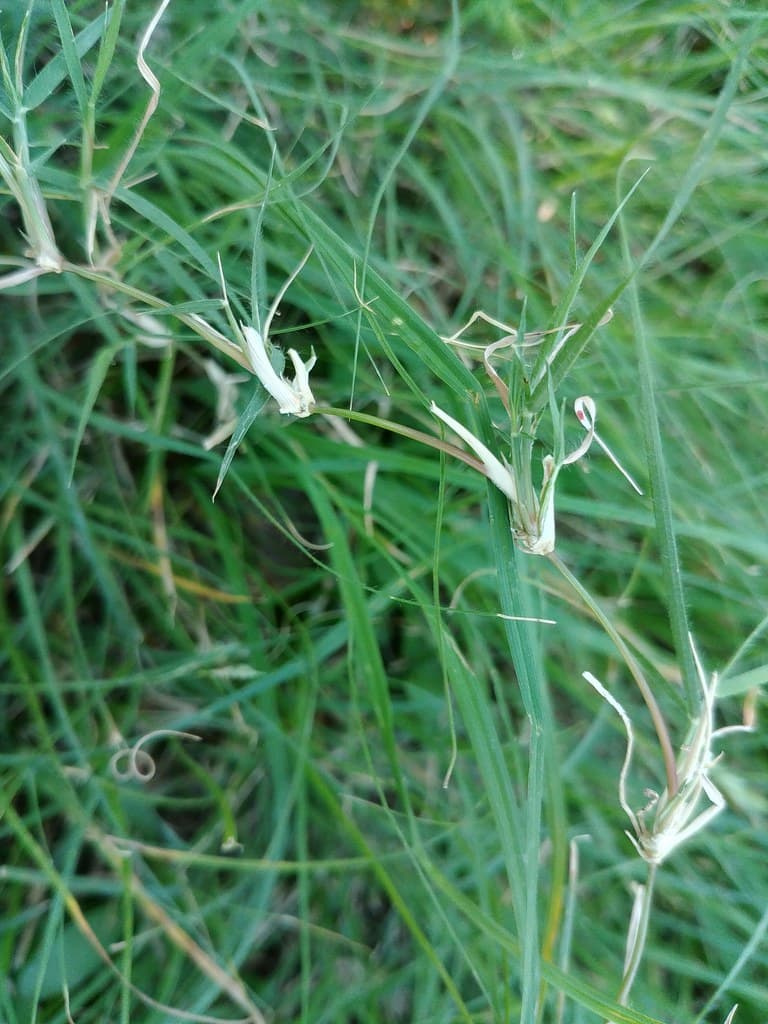 Buffalograss turf with tan burr-like female flower clusters scattered among fine, curly, gray-green blades