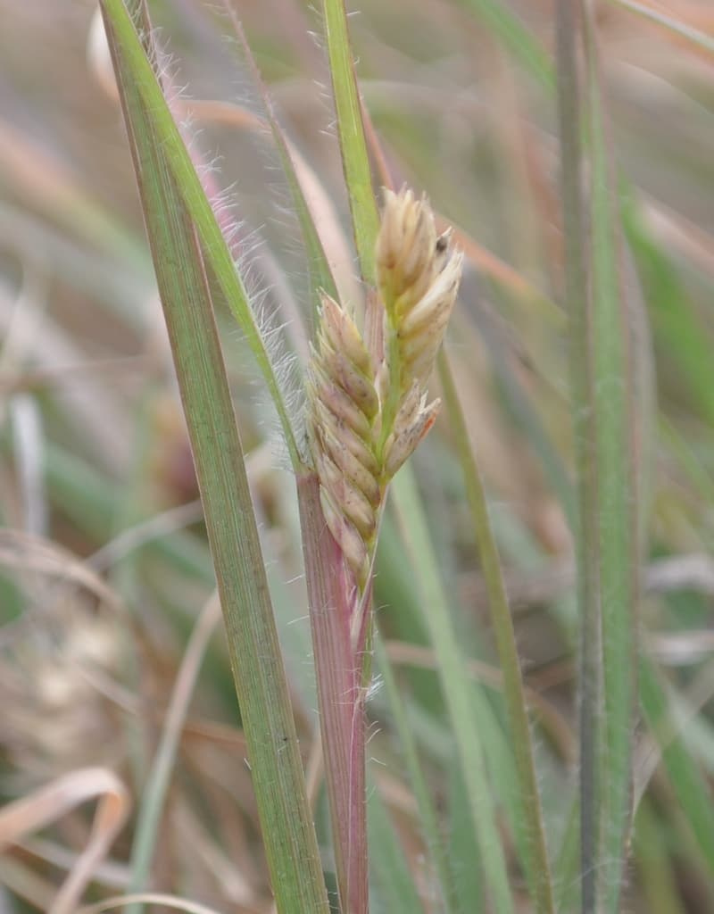 Buffalograss female burr, a tan, bristly cluster of spikelets tucked among leaf blades near the base of the plant
