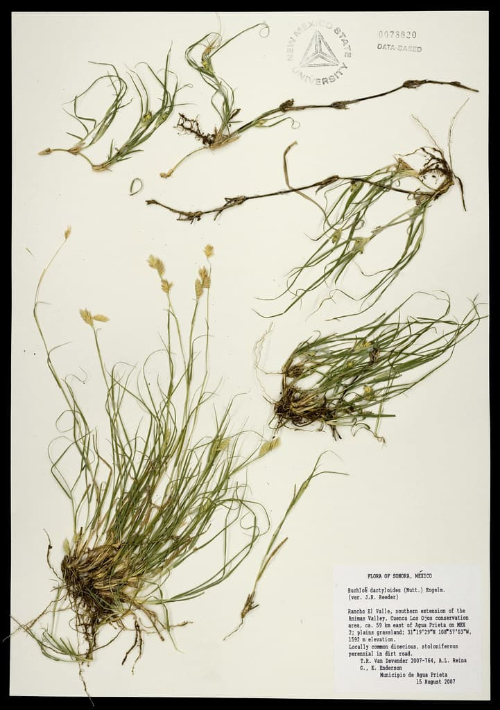 Pressed buffalograss specimen on an herbarium sheet showing several small tufts joined by long, thin stolons