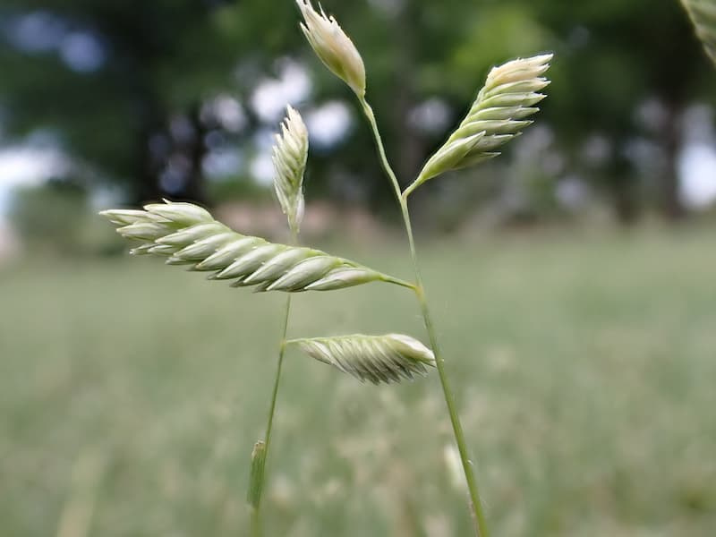 Two buffalograss male flower spikes curving like small flags on slender stalks above short green turf