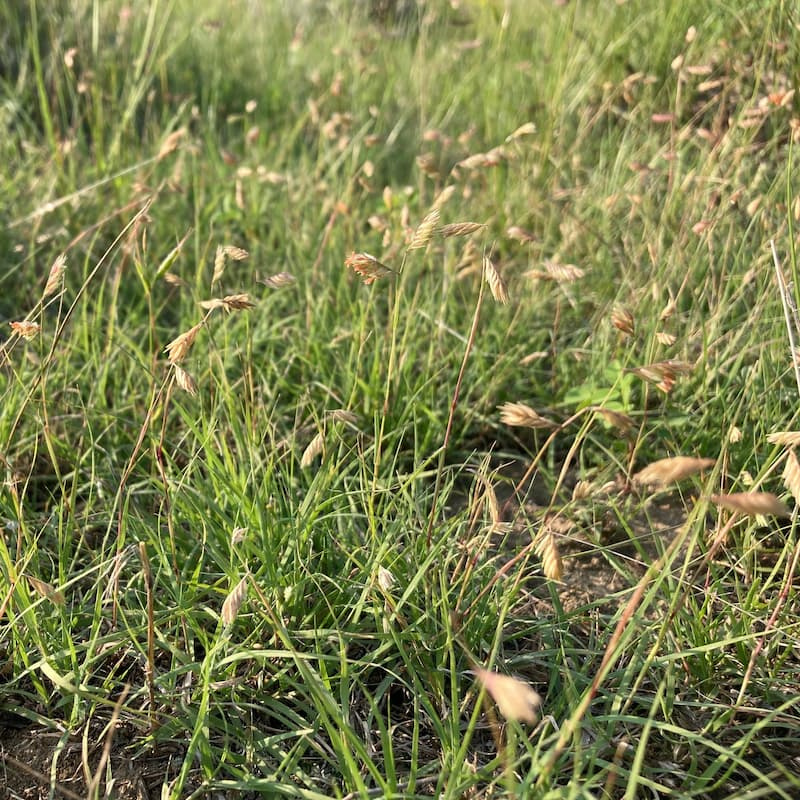 Buffalograss patch with curved tan seed spikes rising above thin, fine-bladed turf