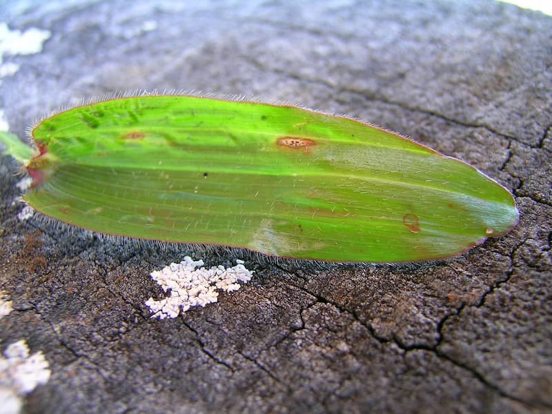 Broad, bright green carpetgrass leaf blade with a rounded, blunt tip resting on a tree stump