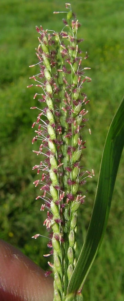 Close-up of a carpetgrass raceme at flowering, with pale green spikelets and pink-purple stigmas along the branch