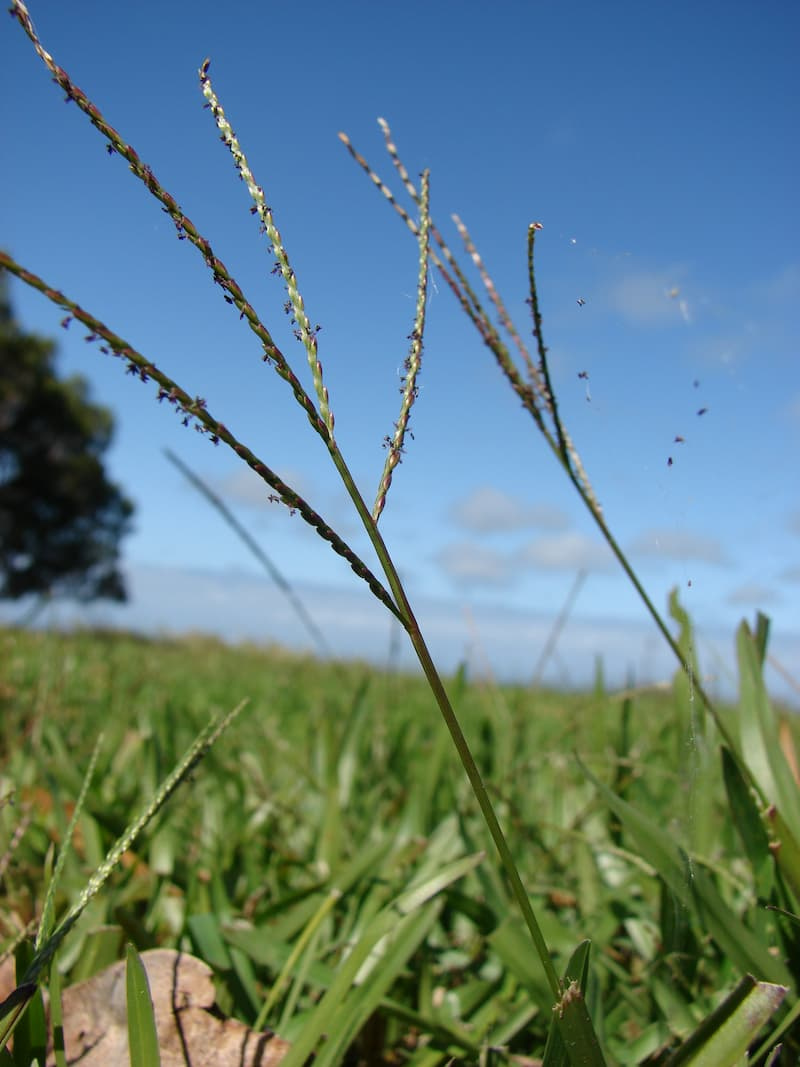 Carpetgrass seedheads rising above a low, broad-bladed lawn, viewed at ground level