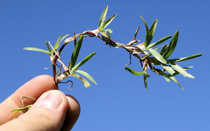 Carpetgrass stolon curving through the air, with short, wide leaves at each node against a blue sky