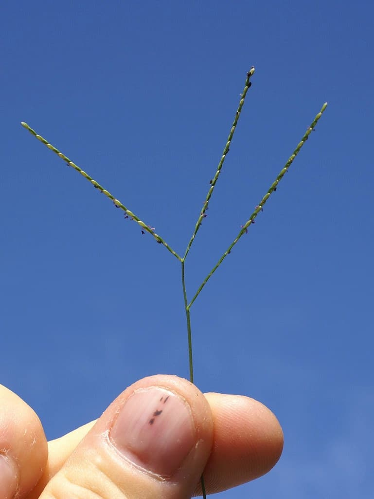 Carpetgrass seedhead held in fingers against a blue sky, with two or three slender racemes on a thin stalk