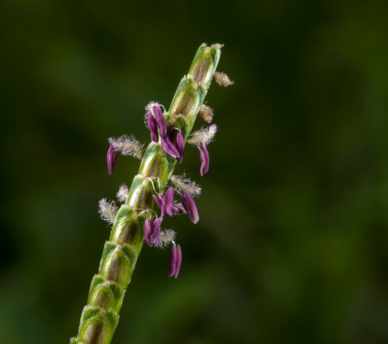 Close-up of a centipedegrass seed spike with pink-purple stigmas emerging from the spikelets