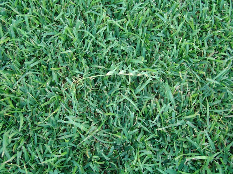 Centipedegrass lawn with medium-textured green blades growing in a dense, low mat