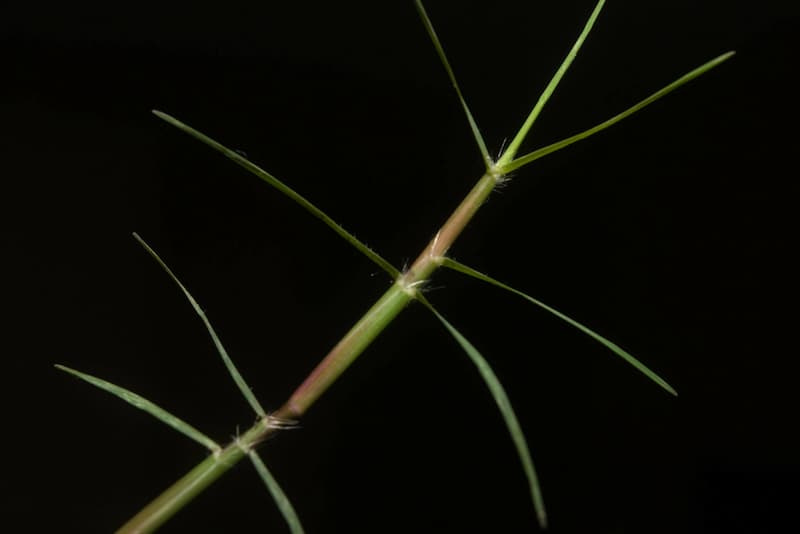Centipedegrass stolon on a black background, with slender segments and short leaves branching from each node