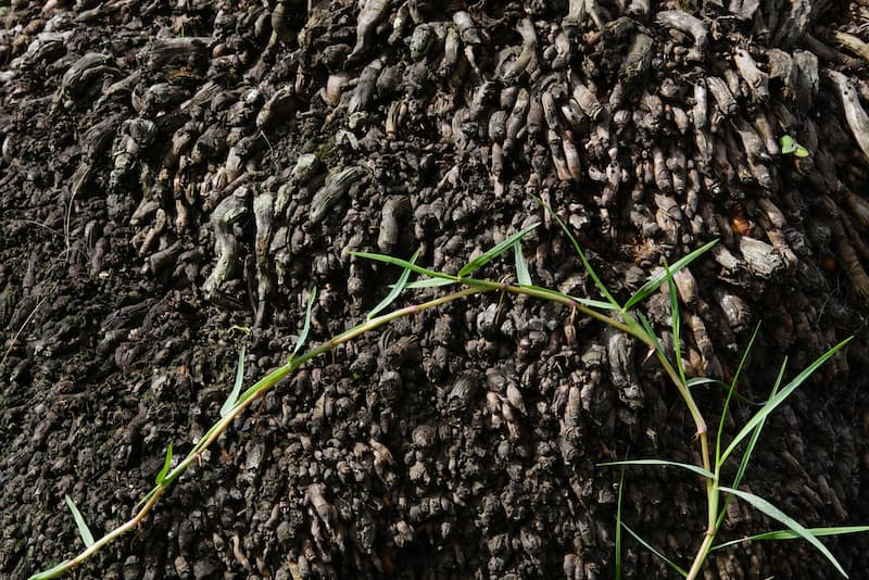 Centipedegrass runner with small tufts of narrow leaves creeping across dark soil