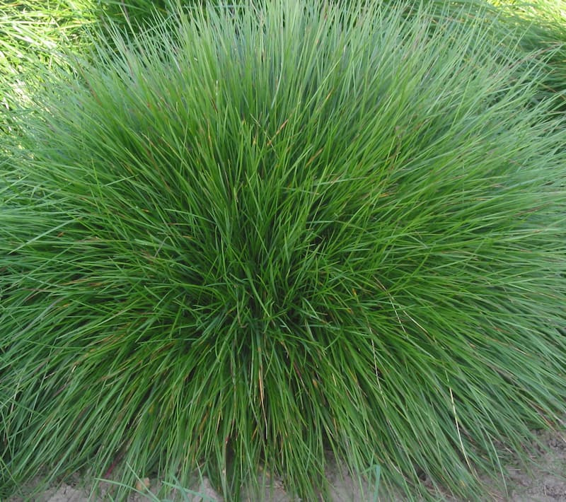 Rounded bunch of Chewings fescue with fine, dark green, needle-like leaves radiating from the center