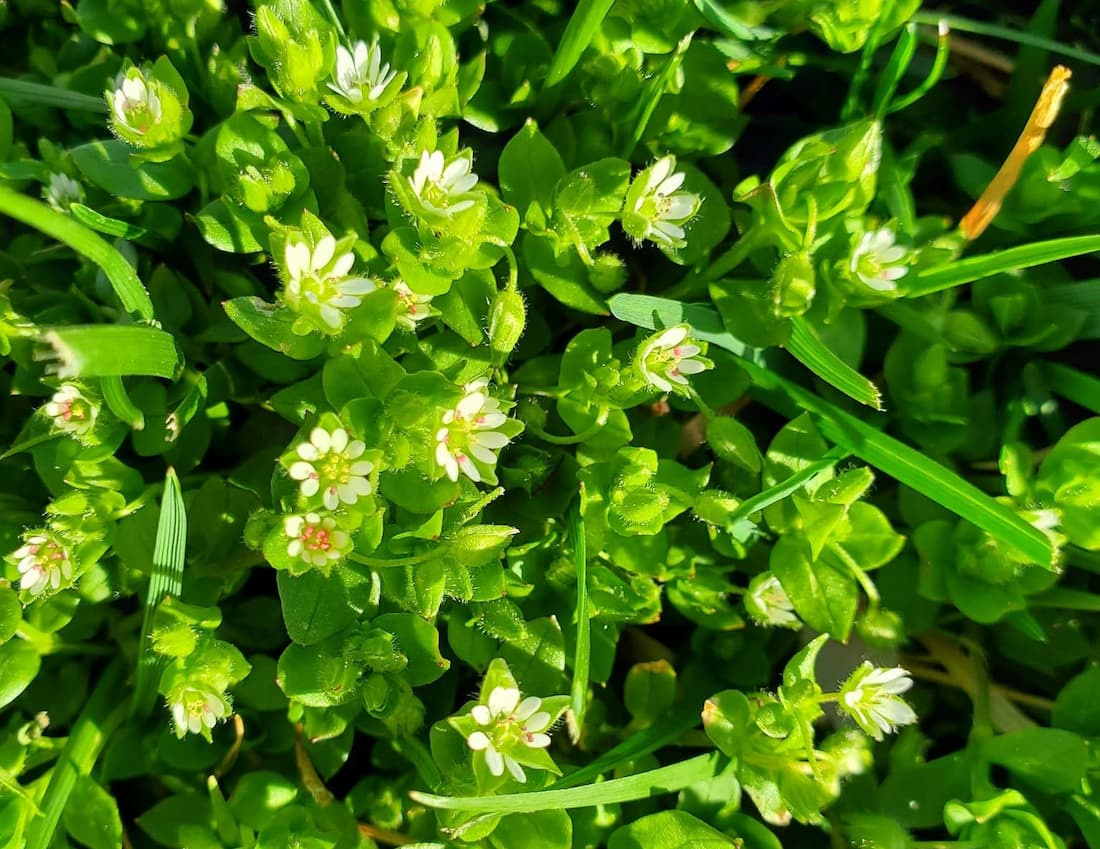 Macro view of blooming common chickweed showing deeply cleft white five-petaled flowers and opposite oval leaves