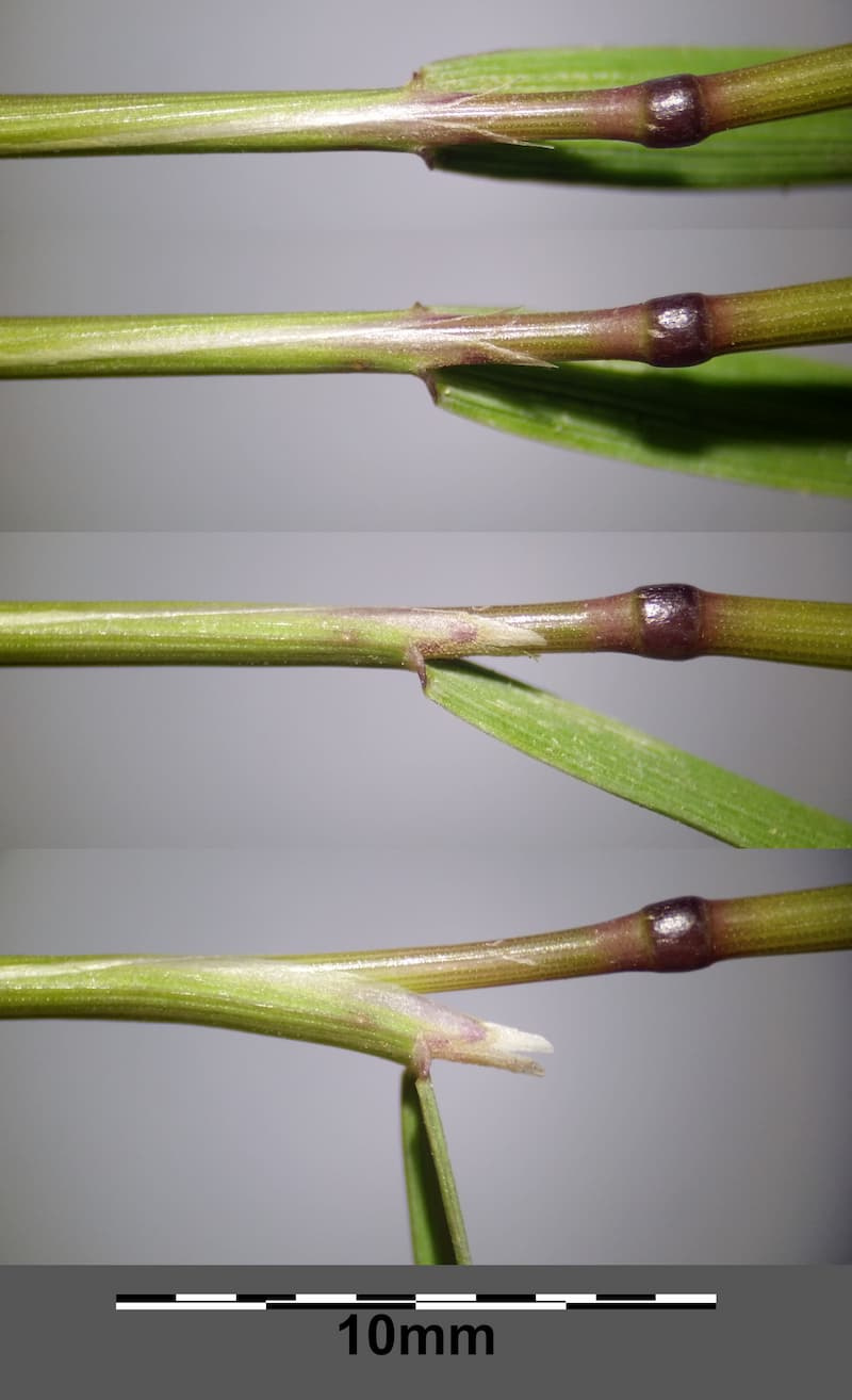 Four creeping bentgrass stolon segments stacked in a row, each showing dark nodes where leaves emerge, with a 10 mm scale bar
