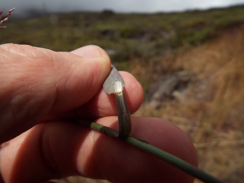 Fingers holding the base of a creeping bentgrass leaf, showing a tall, pale, membranous ligule standing above the collar