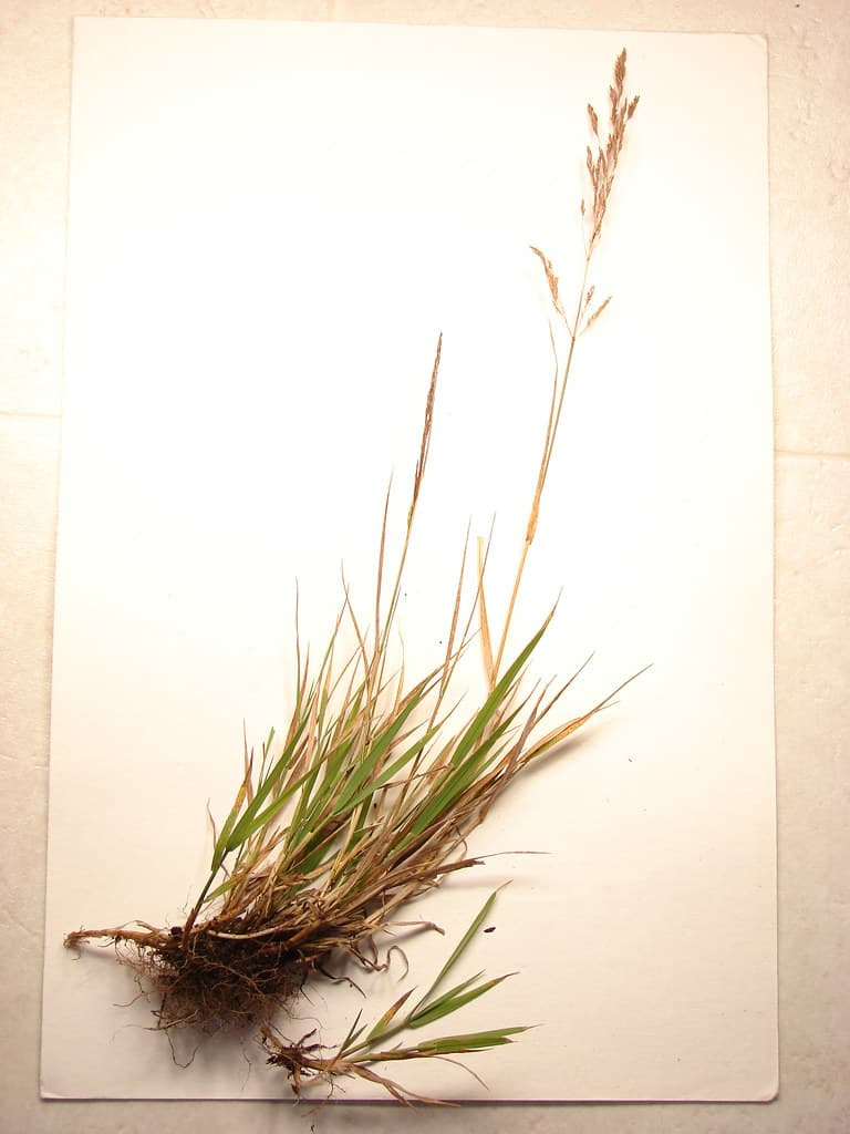 Creeping bentgrass plant laid on a pale card, showing runners, fine roots, narrow leaves and a slender, open seedhead