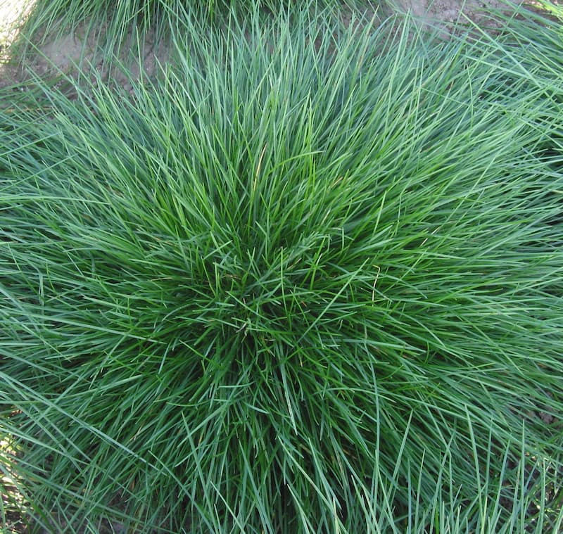 Dense mound of very fine, hair-like creeping red fescue leaves forming a soft, fountain-shaped tuft