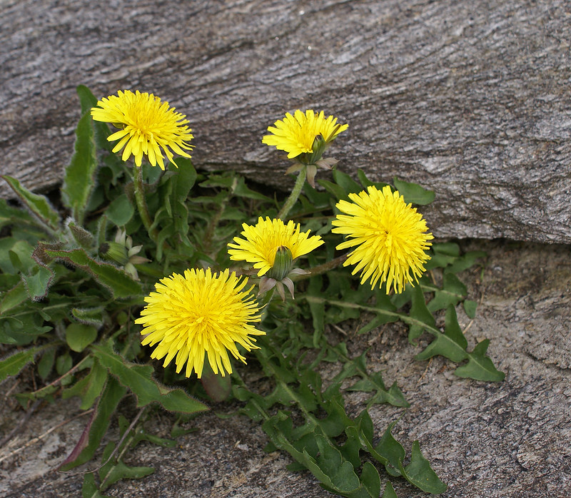 Dandelions in a rock crack.