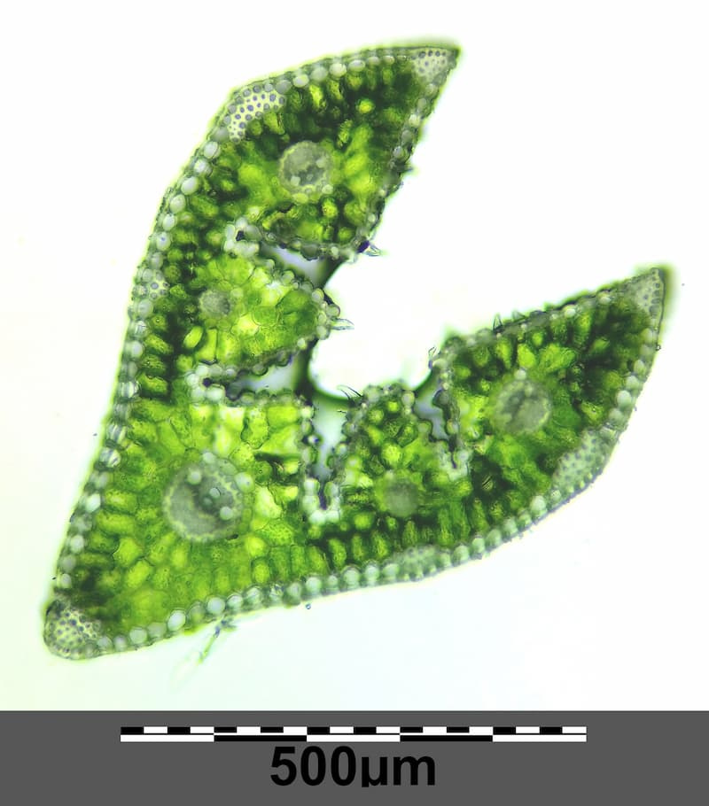 Microscope cross-section of a red fescue leaf blade showing a folded V shape with ridges and vein bundles, with a 500 micrometer scale bar