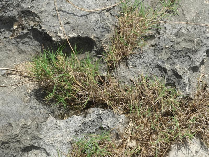 Fine-textured zoysia (Zoysia matrella) forming a low, dense tuft in a crack in gray rock