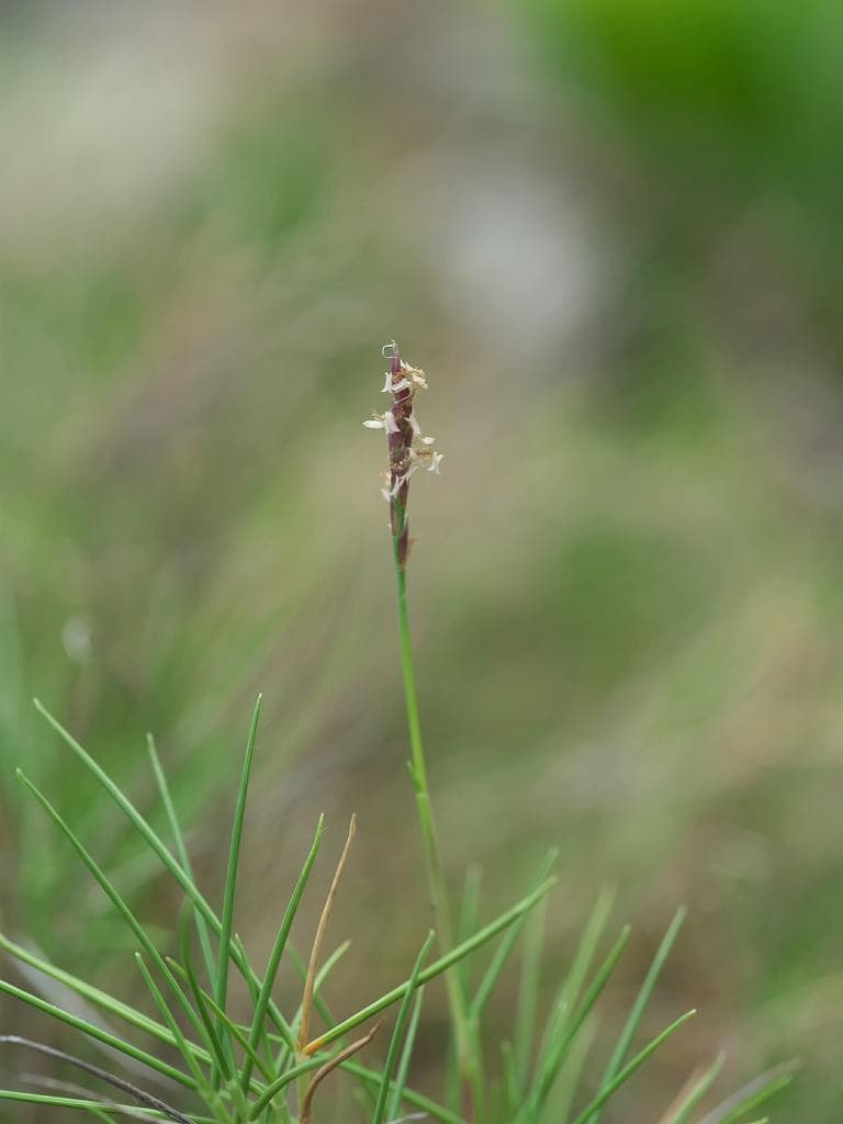 Very fine, wiry leaves of a fine-textured zoysia with a single small seed spike on a slender stalk