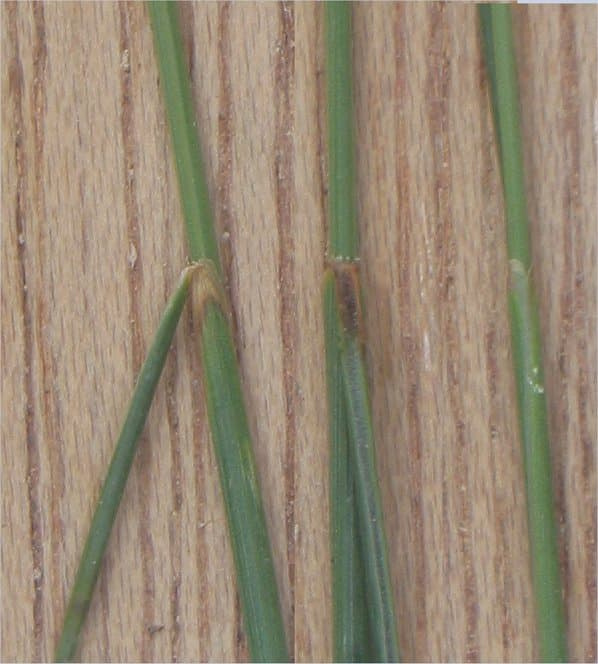 Narrow, bristle-like sheep fescue leaf blades meeting the stem at the collar, photographed against a wooden surface