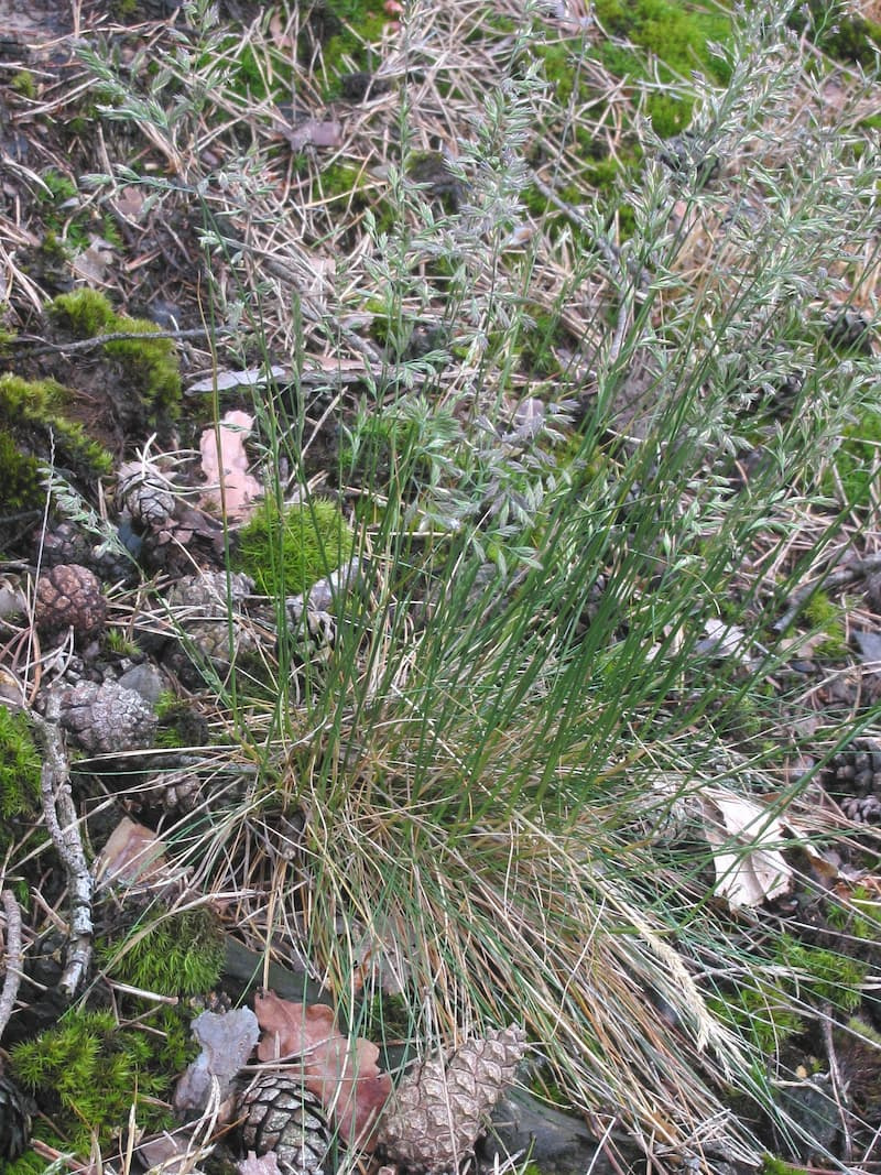 Tufted sheep fescue plant with fine gray-green leaves growing among moss and pine needles on dry, rocky ground