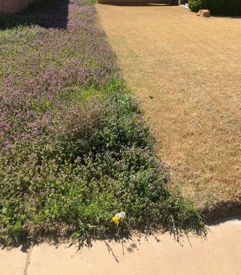 Dense henbit weed infestation along a residential property line next to dormant turfgrass