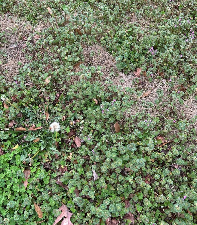 Henbit weeds spreading across a home lawn mixed with dandelions