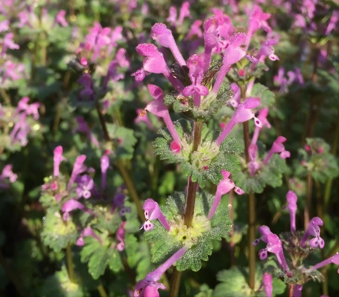 Macro view of blooming henbit showing tubular pink flowers and scalloped stem-clasping leaves
