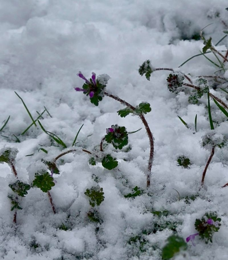 Henbit plants blooming through winter snow cover in a lawn