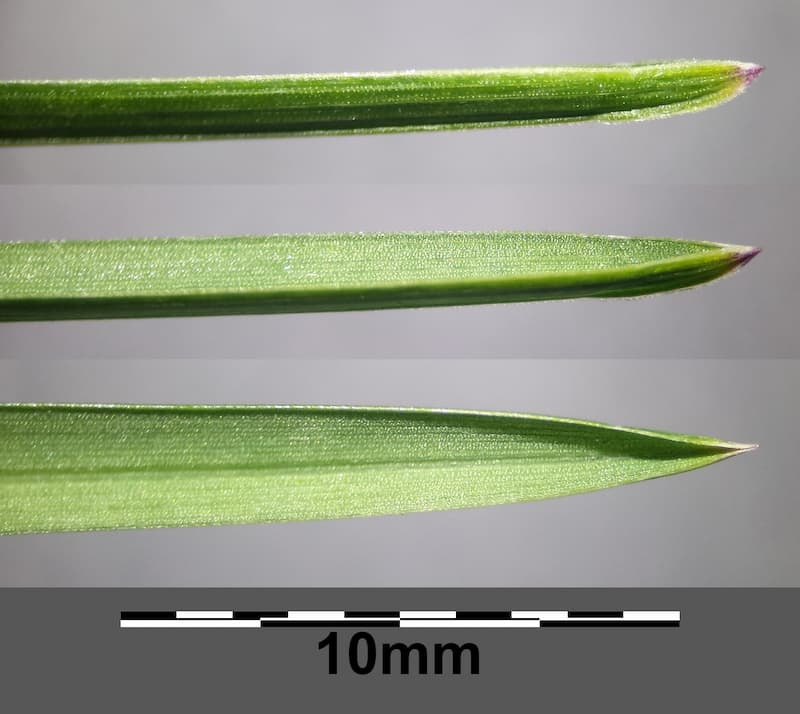 Close-up of three Kentucky bluegrass leaf blades with narrow tips that curve inward to a small point, shown next to a 10 mm scale bar