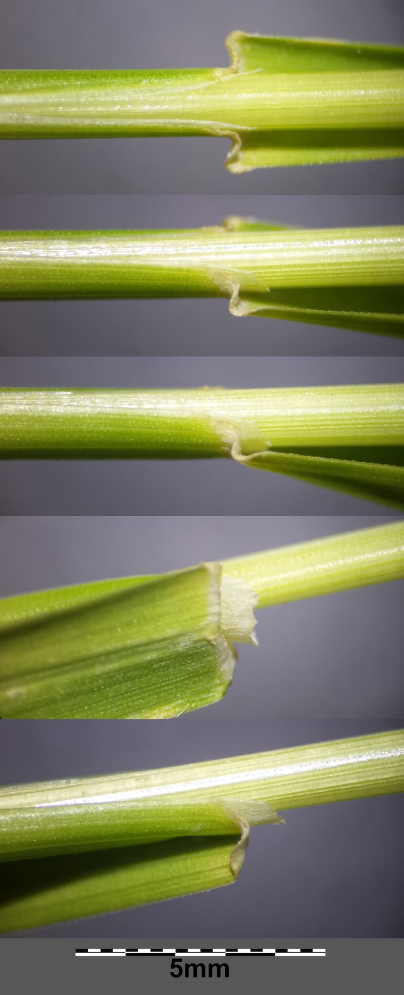 Five Kentucky bluegrass stem sections stacked in a column, each showing a smooth sheath and the collar where the leaf blade attaches, with a 5 mm scale bar