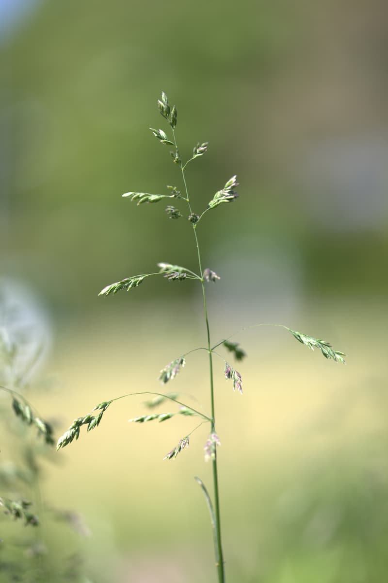 Slender Kentucky bluegrass seedhead with an open, pyramid-shaped panicle of small green spikelets against a blurred background