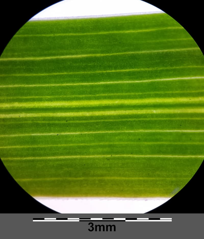 Magnified Kentucky bluegrass leaf blade showing parallel veins and pale, translucent lines running lengthwise, with a 3 mm scale bar