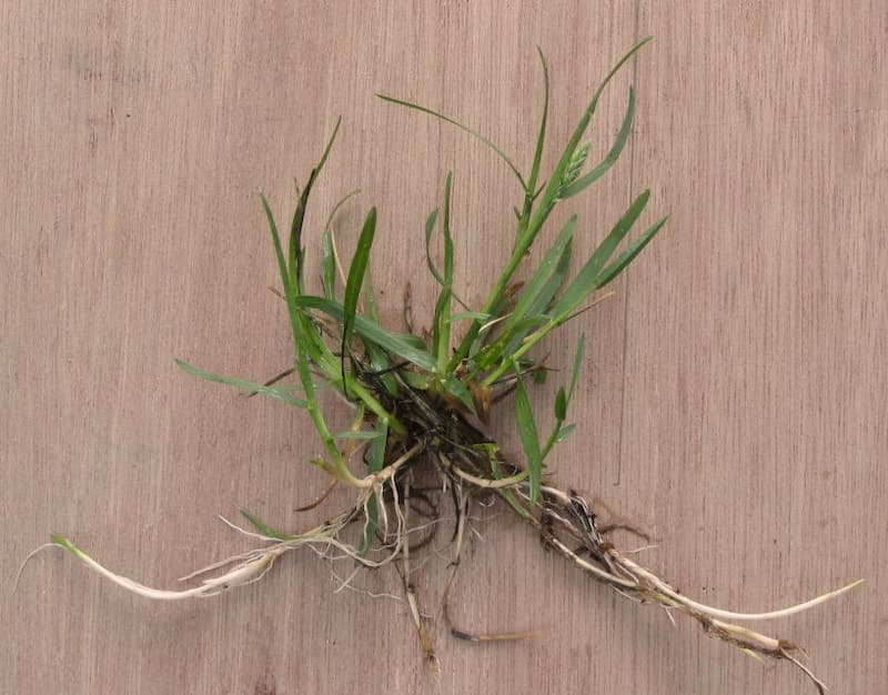 Whole Kentucky bluegrass plant laid on a wooden surface, showing a tuft of narrow leaves and pale creeping rhizomes with roots